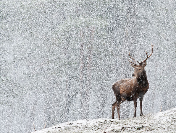 Deer in snow by Sarah Kelman