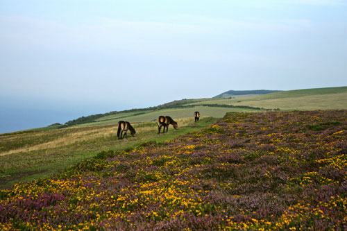 Exmoor ponies © Debs Sage
