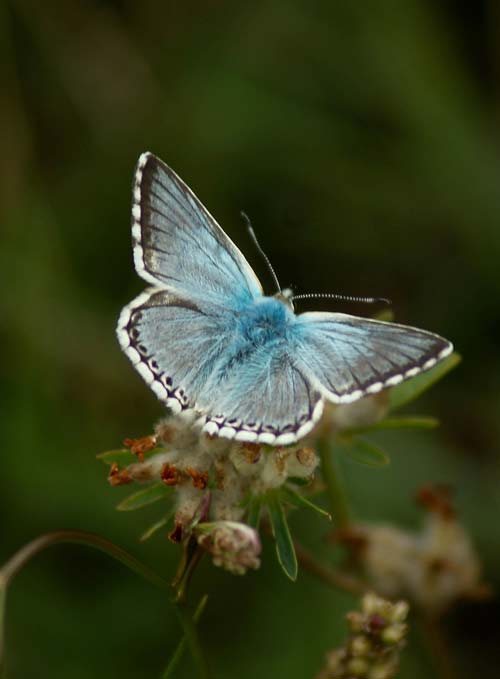 chalkhill blue male butterfly by Sky1952