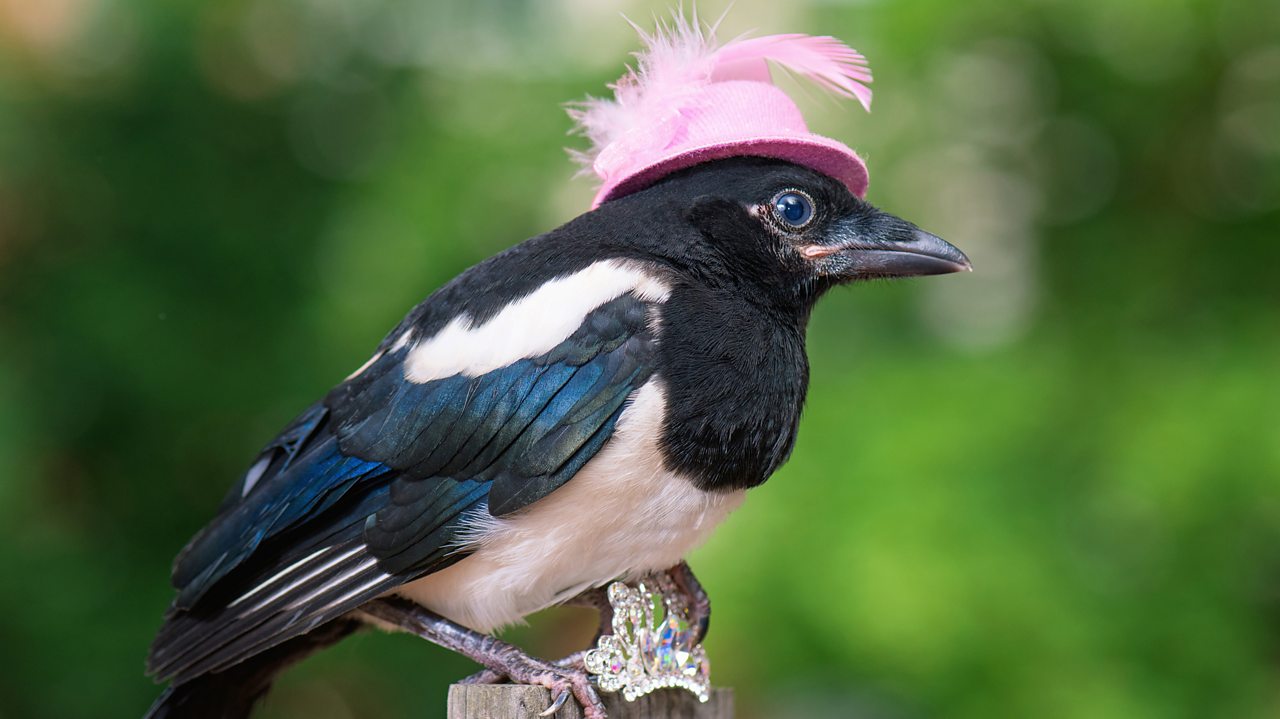 Rossini: La Gazza Ladra (Overture)