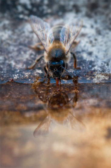 Drinking bee by Steve Bexon