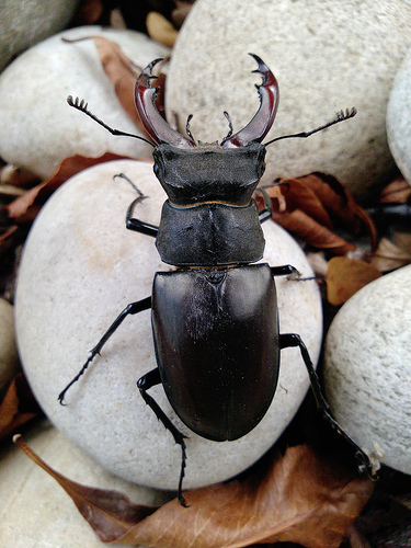 Stag beetle by Don Carey