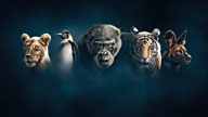 Dynasties: What the reviewers think