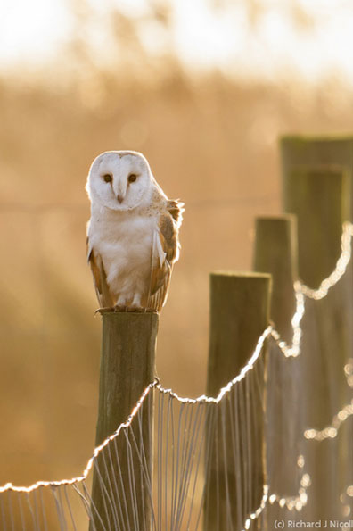 Barn owl by Richard J Nicoll