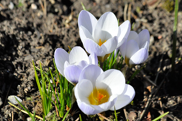 Crocus chrysanthis