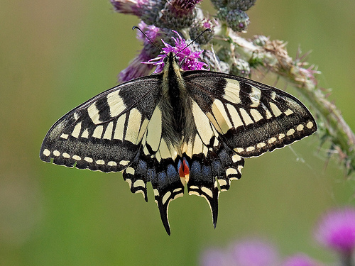 Swallowtail © David Martin