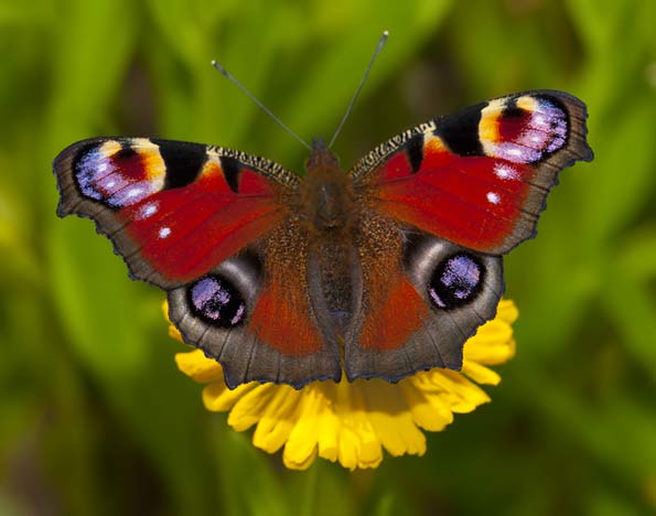 peacock butterfly by ggwildlife