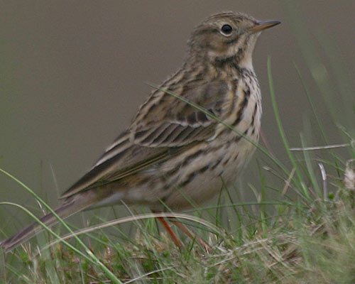 Meadow pipit, copyright www.grayimages.co.uk/BTO