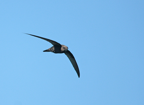 swift on the wing by BC-956