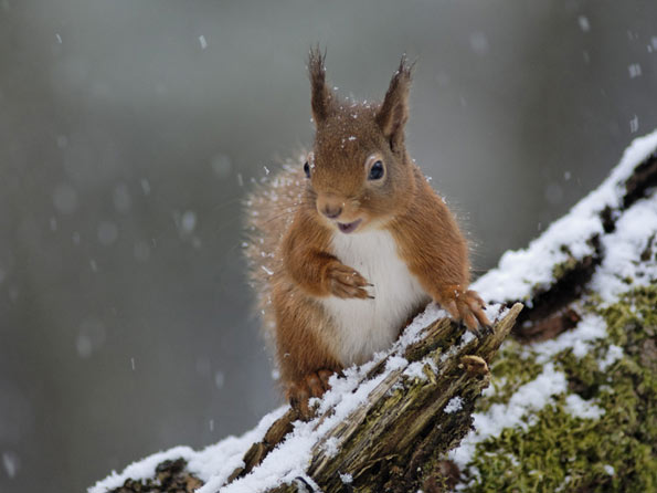 Red squirrel by Margaret J Walker