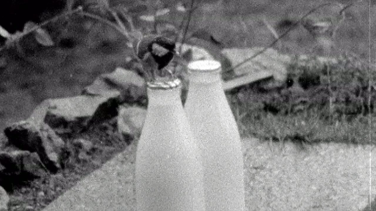Tits stealing milk, 1958