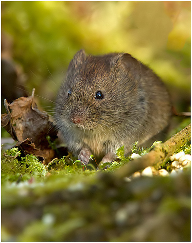 Bank vole by Richard Bond