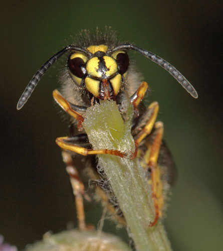 wasp licking