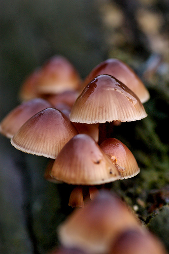 Mushrooms by Chris Beesley