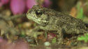natterjack toad
