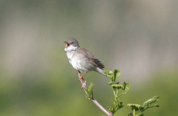 Whitethroat copyright Dawn Balmer/BTO
