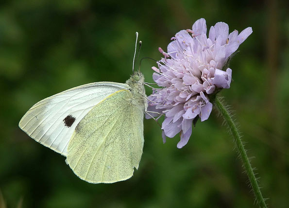 large white butterfly by macfudge1UK