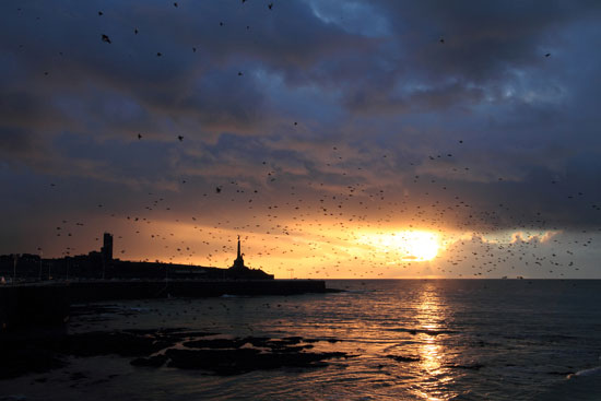 Starlings filling the sky