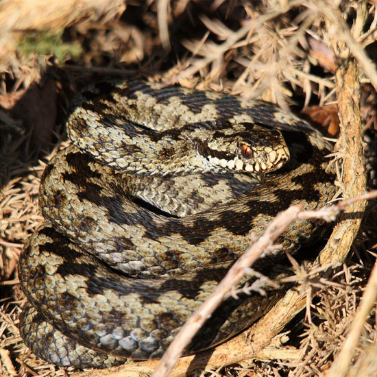 Adder by Richard Ives