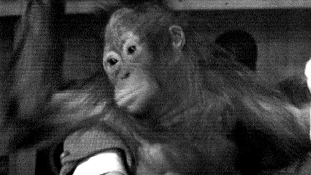 Bulu the orangutan, 1963