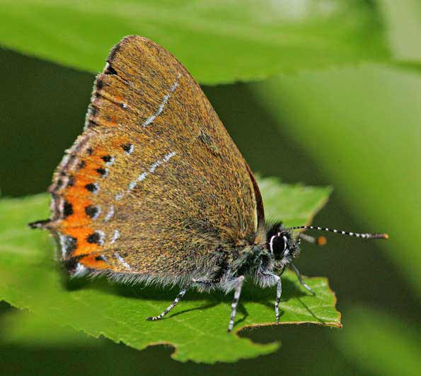 Black hairstreak butterfly by Simon NL West