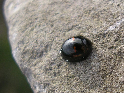 A heather ladybird spotted by Ella Mclellan at the RSPB Mersehead Reserve