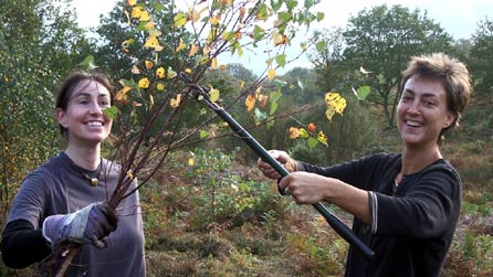 volunteers pruning a tree