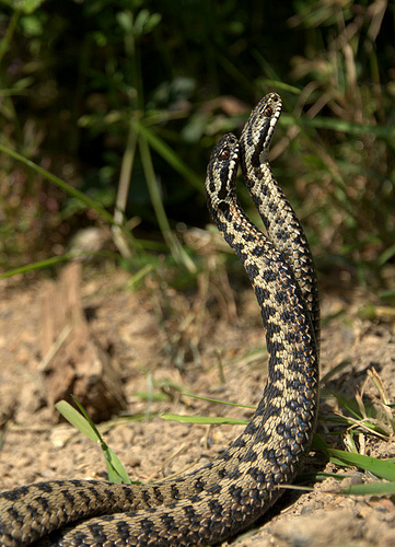 fighting adders by matt binstead