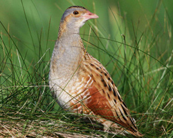 corncrake