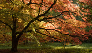 A tree at Westonbirt Arboretum