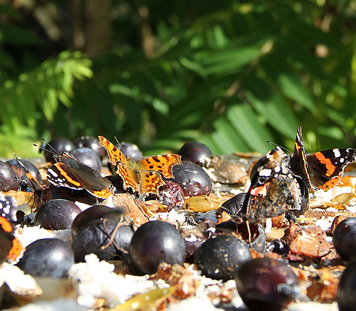 Butterflies feeding on fruit on a bird table by Judith Rogers
