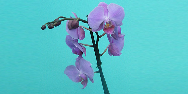 Orchid