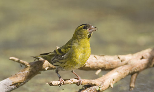Siskin copyright Chris Mills