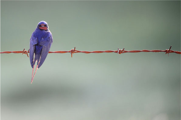 Swallow by Stressed Jim