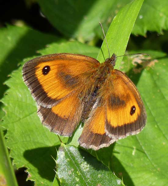 Gatekeeper by Garry Prescott