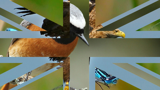 jubilee montage image