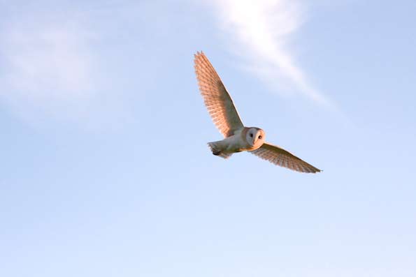 Barn owl