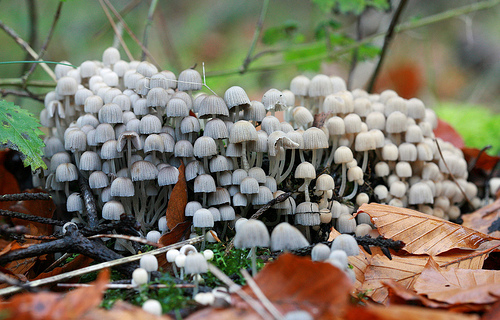 Fairy inkcaps by Dupont7