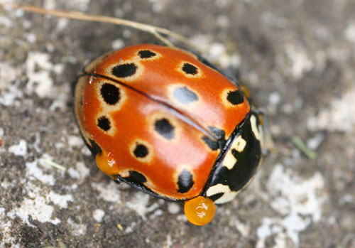 Reflex blood by Remy Ware