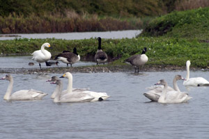 The gambling family of Bewick's