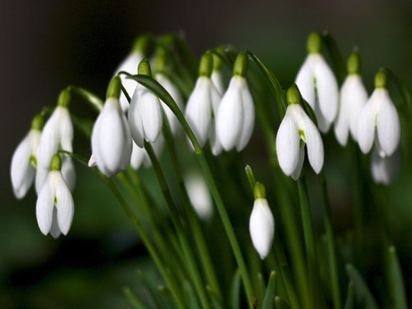 Common snowdrops by Ian A Kirk