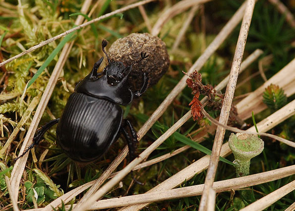 Dung beetle by Paul Ritchie