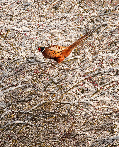 Pheasant in a tree by Tony McLean