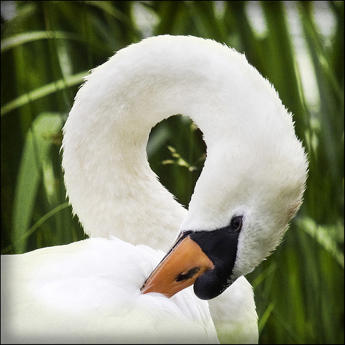 Swan © Black Cat Photos