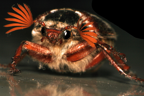 cockchafer beetle by tom_1903