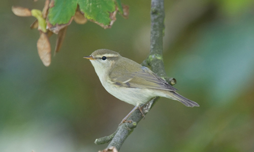Greenish Warbler copyright Steve Gantlett