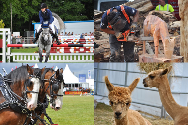 Show jumping, chainsaw carving, heavy horses, alpacas