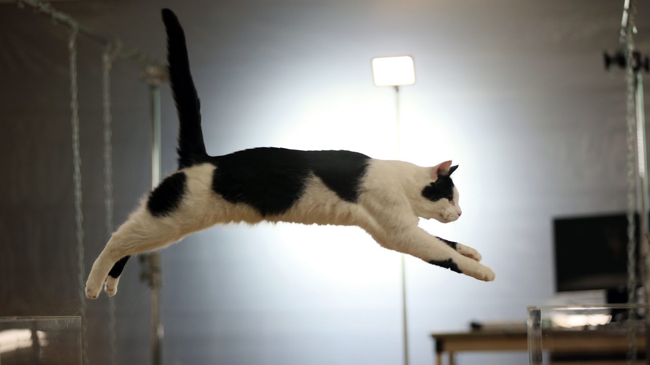 Scarlatti: Sonata in G minor, Kk 30, 'Cat's fugue'