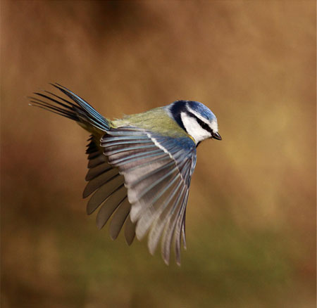 Blue tit by Grant Glendinning