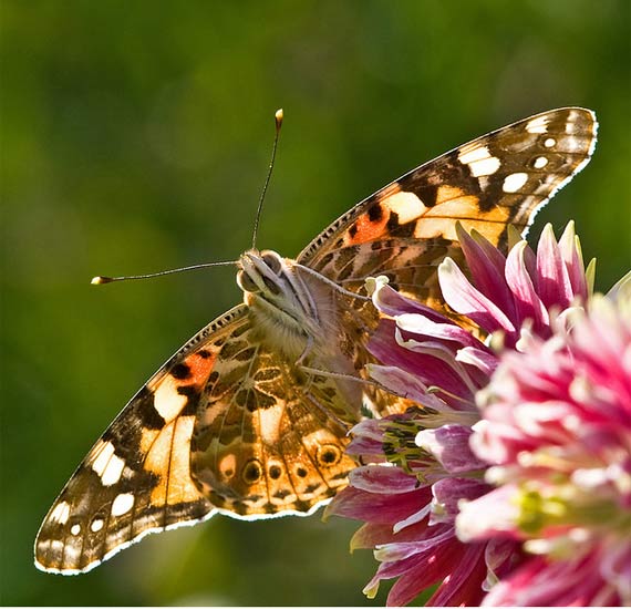 painted lady butterfly by PollyMM